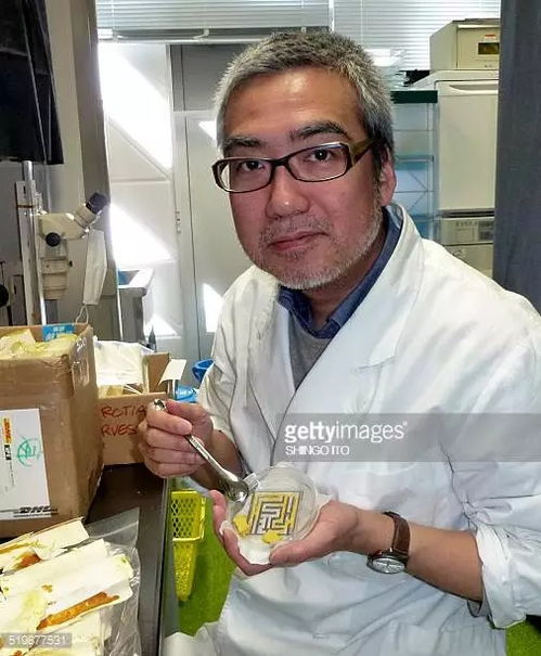 無腦亦有智慧 單細(xì)胞史萊姆走迷宮、規(guī)劃交通的真實(shí)奇跡